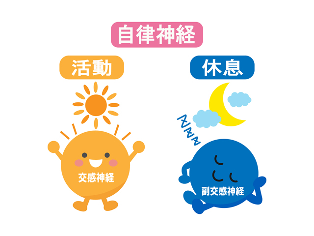 自律神経　交感神経　副交感神経